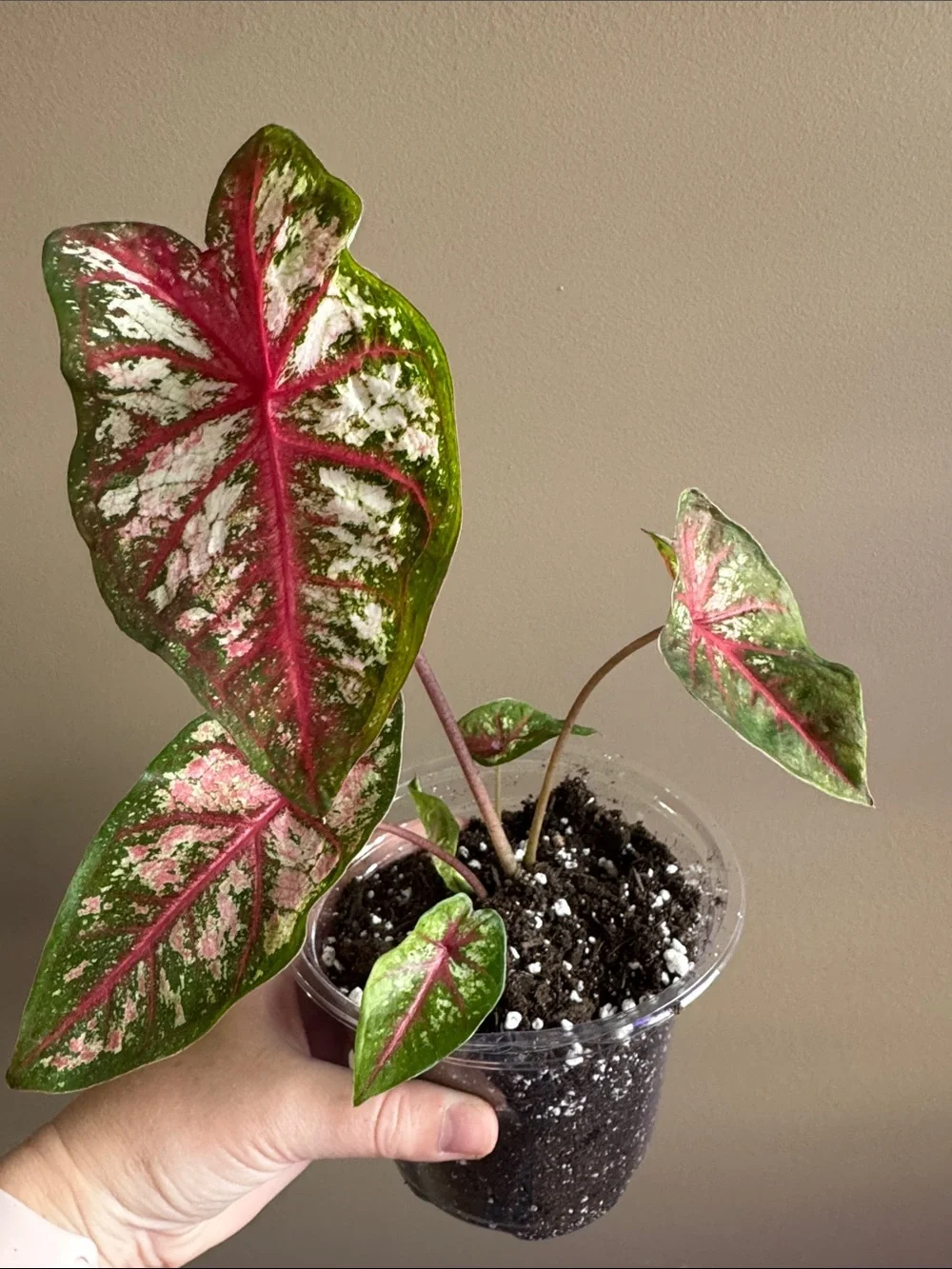 Caladium - Carolyn Whorton - Rooted
